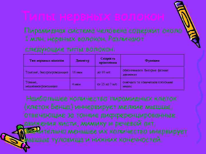 Типы нервных волокон Пирамидная система человека содержит около 1 млн. нервных волокон. Различают следующие