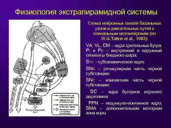 Схема механизма аккомодации анатомия