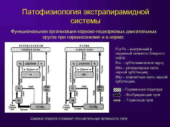 Патофизиология экстрапирамидной системы Функциональная организация корково-подкорковых двигательных кругов при паркинсонизме и в норме: PI