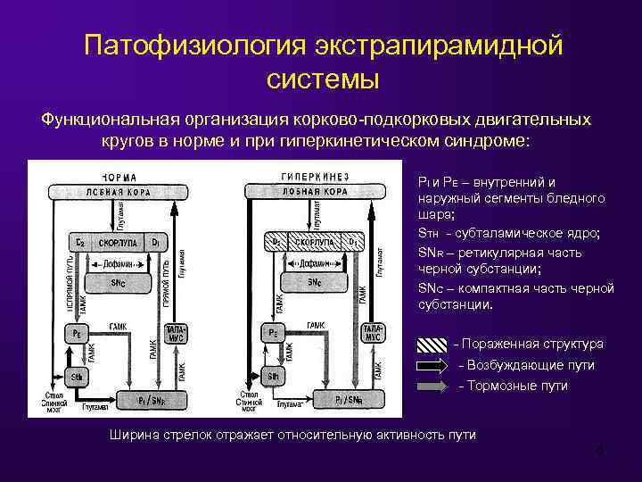 Патофизиология экстрапирамидной системы Функциональная организация корково-подкорковых двигательных кругов в норме и при гиперкинетическом синдроме: