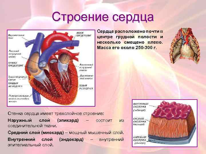 Строение сердца Сердце расположено почти в центре грудной полости и несколько смещено влево. Масса