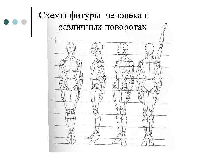 Пропорции фигуры. Схема фигуры человека. Построение фигуры человека пропорции. Пропорции человека для лепки. Пропорции человека в разном возрасте.