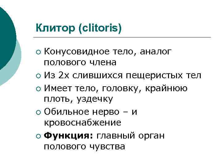 Клитор (clitoris) Конусовидное тело, аналог полового члена ¡ Из 2 х слившихся пещеристых тел