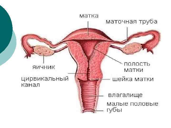 Женские половые органы яичник. Матка маточная труба яичник анатомия. Схема строение женских внутренних половых органов анатомия. Матка маточные трубы влагалище. Строение матки анатомия рисунок.