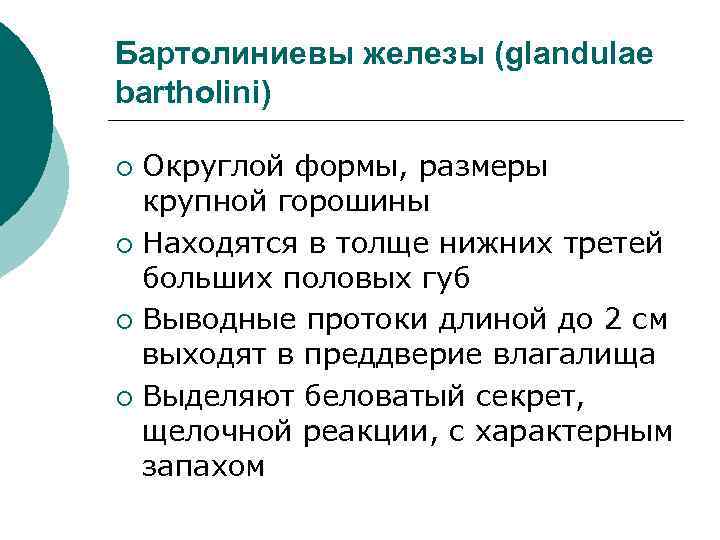 Где находятся бартолиновые железы у женщин фото