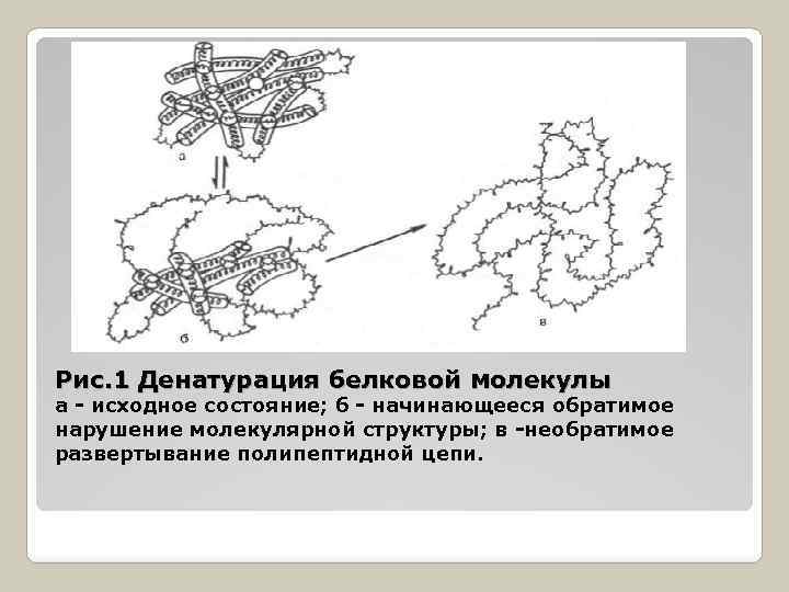 Рис. 1 Денатурация белковой молекулы а - исходное состояние; б - начинающееся обратимое нарушение