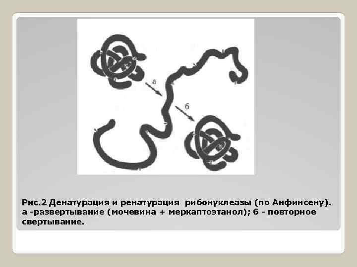 Рис. 2 Денатурация и ренатурация рибонуклеазы (по Анфинсену). а -развертывание (мочевина + меркаптоэтанол); б