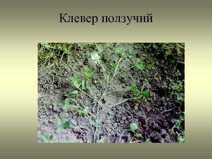 Клевер ползучий 