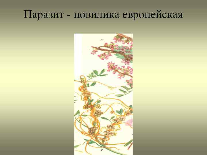 Паразит - повилика европейская 