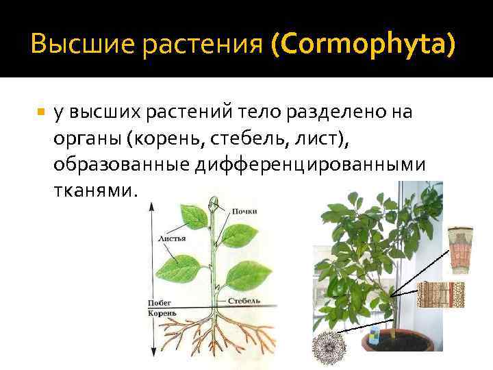 Строение растительного организма