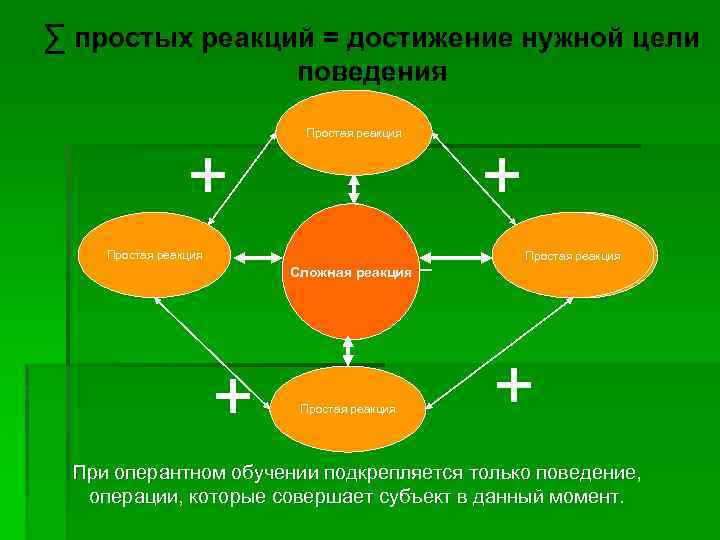 ∑ простых реакций = достижение нужной цели поведения + Простая реакция Сложная реакция +