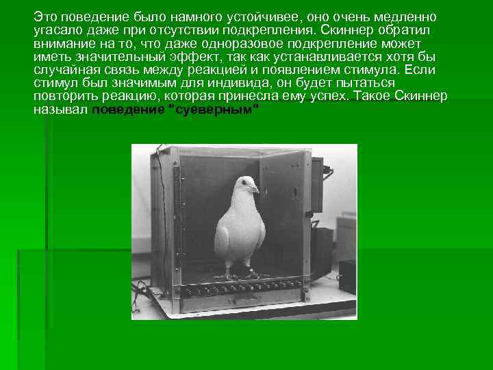 Это поведение было намного устойчивее, оно очень медленно угасало даже при отсутствии подкрепления. Скиннер