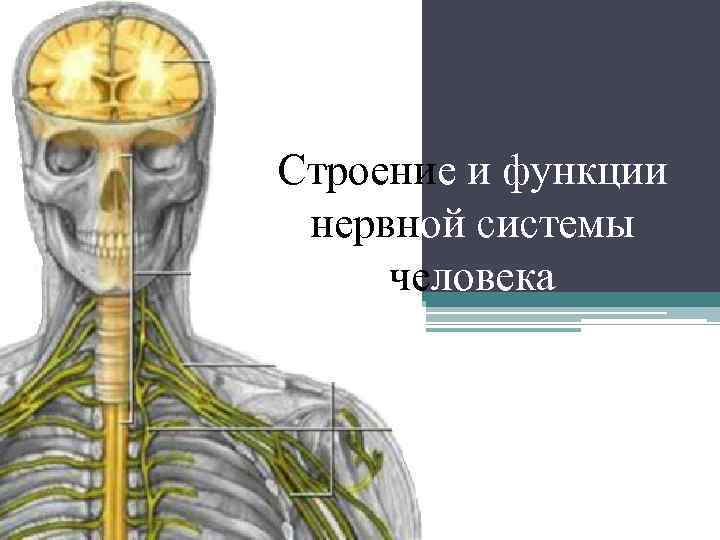 Строение и функции нервной системы человека 