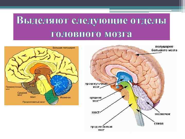 Выделяют следующие отделы головного мозга 