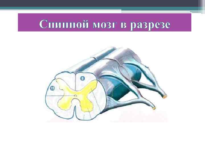 Спинной мозг в разрезе 