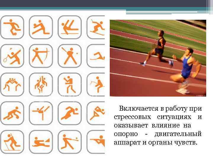  Включается в работу при стрессовых ситуациях и оказывает влияние на опорно - двигательный