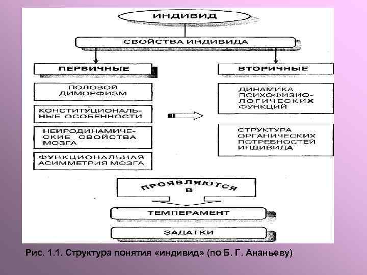 Рис. 1. 1. Структура понятия «индивид» (по Б. Г. Ананьеву) 