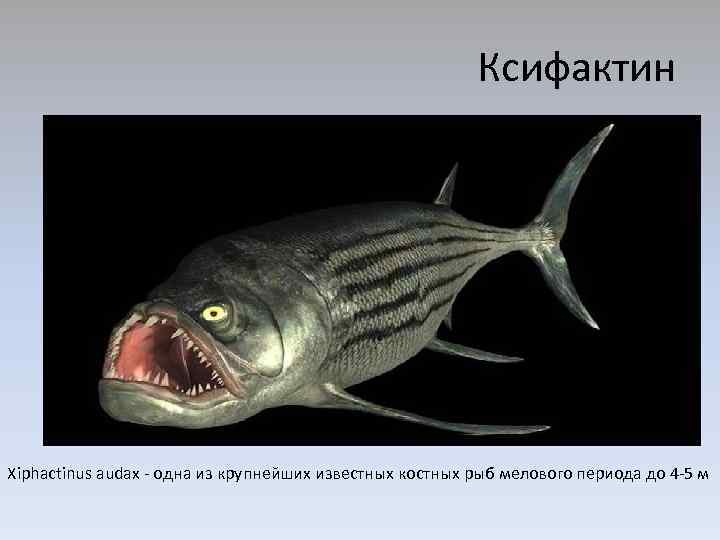 Ксифактин Xiphactinus audax - одна из крупнейших известных костных рыб мелового периода до 4