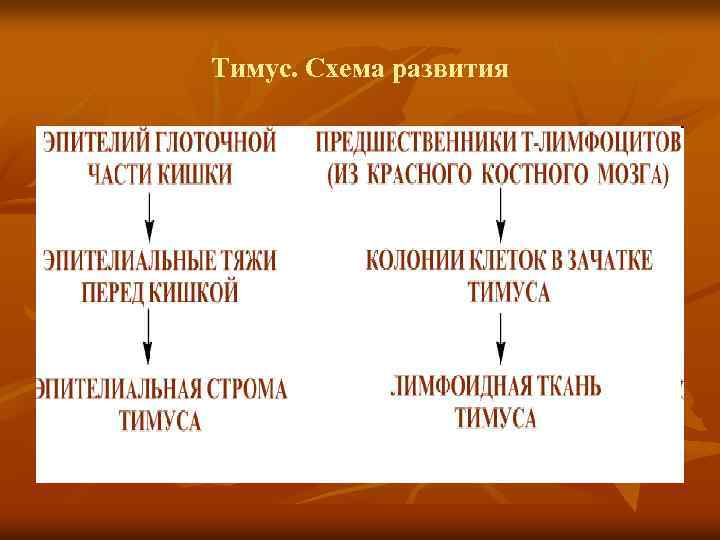 Тимус. Схема развития 