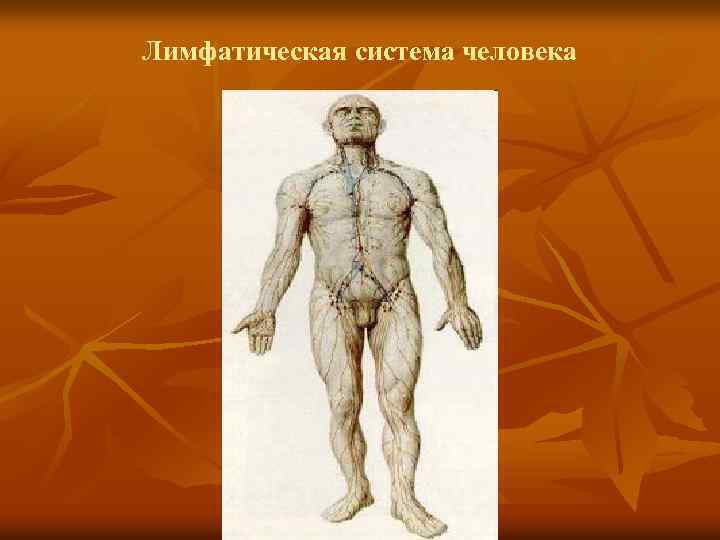 Лимфатическая система человека 