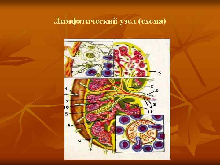 Лимфатический узел (схема) 