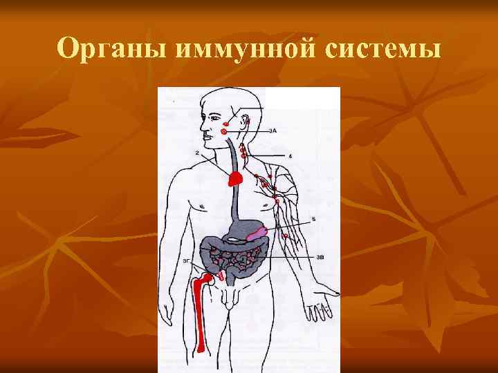 Органы иммунной системы 