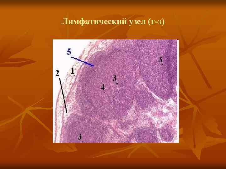 Лимфатический узел (г-э) 