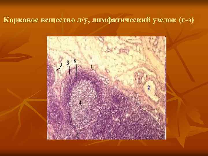 Корковое вещество л/у, лимфатический узелок (г-э) 