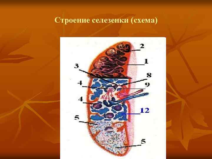 Строение селезенки (схема) 
