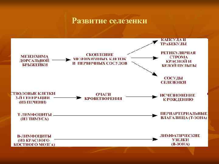 Развитие селезенки 