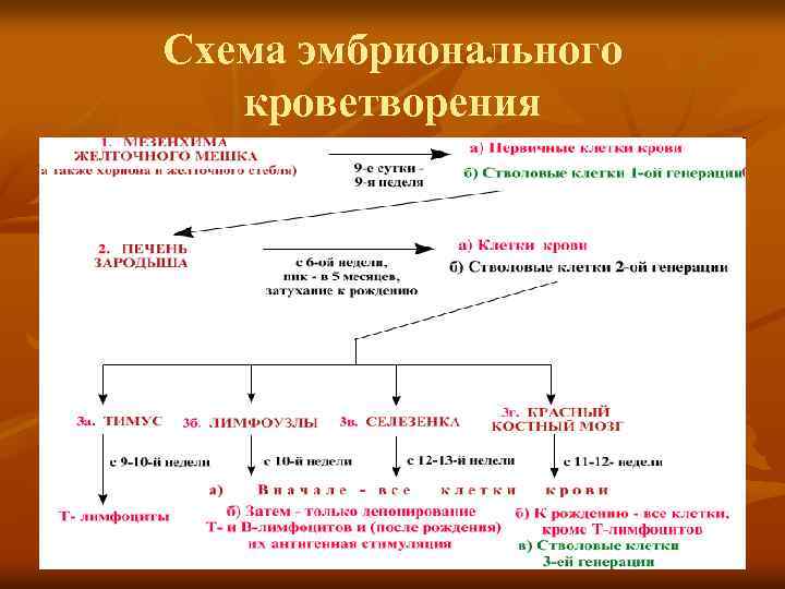 Схема эмбрионального кроветворения 