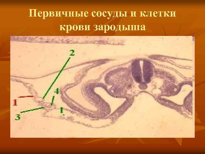 Первичные сосуды и клетки крови зародыша 