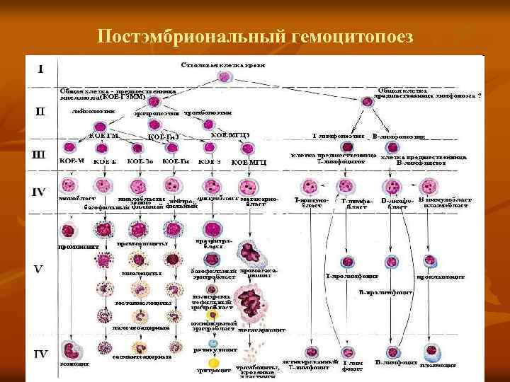 Постэмбриональный гемоцитопоез 