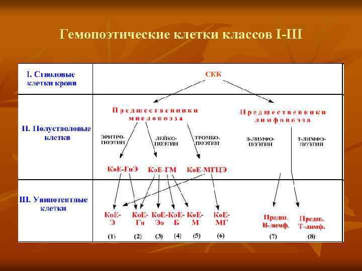 Гемопоэтические клетки классов I-III 