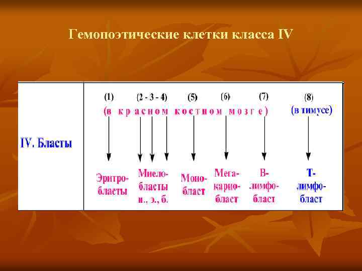 Гемопоэтические клетки класса IV 