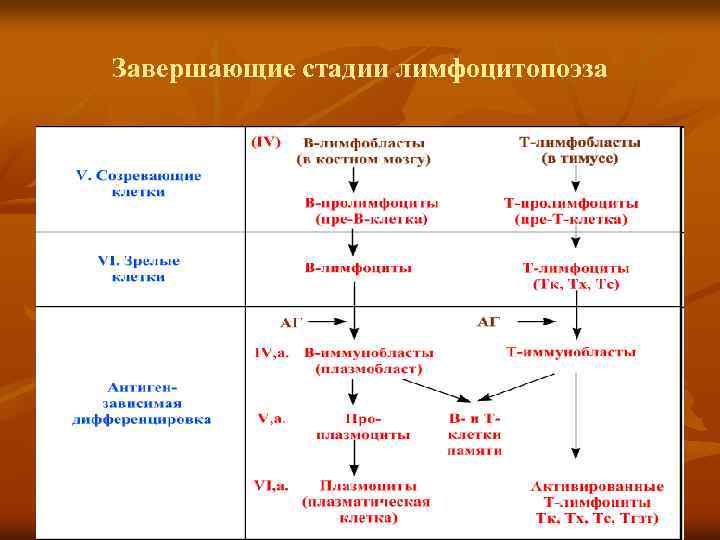 Завершающие стадии лимфоцитопоэза 