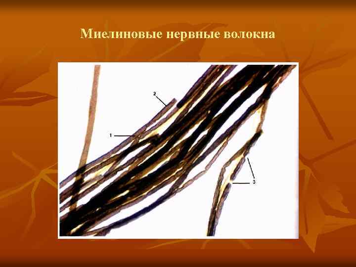 Миелиновые нервные волокна 
