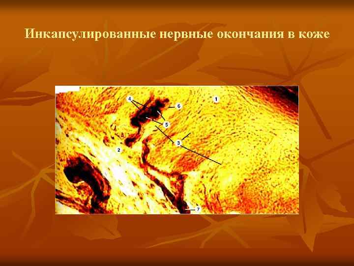 Инкапсулированные нервные окончания в коже 