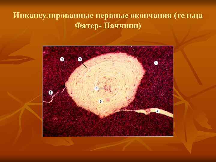 Инкапсулированные нервные окончания (тельца Фатер- Паччини) 