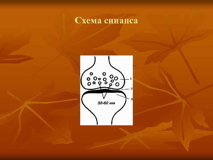 Схема синапса 