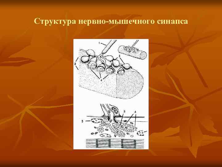 Структура нервно-мышечного синапса 