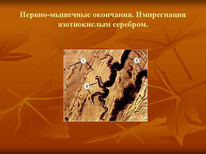 Нервно-мышечные окончания. Импрегнация азотнокислым серебром. 
