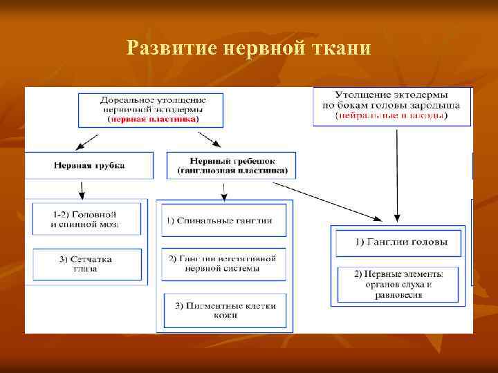 Развитие нервной ткани 