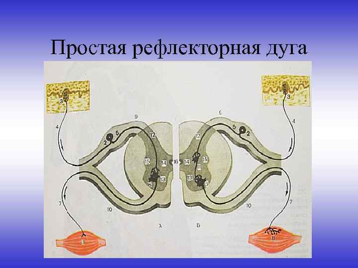 Простая рефлекторная дуга схема