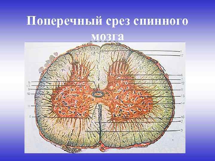 Поперечный срез спинного мозга рисунок