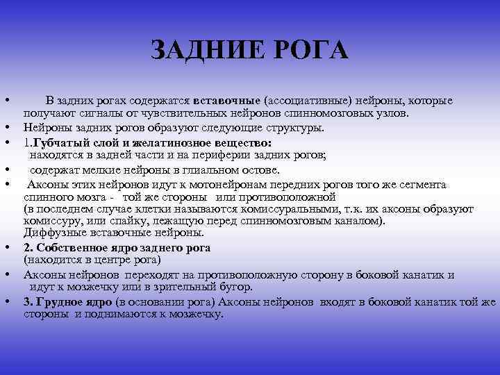 ЗАДНИЕ РОГА • • В задних рогах содержатся вставочные (ассоциативные) нейроны, которые получают сигналы
