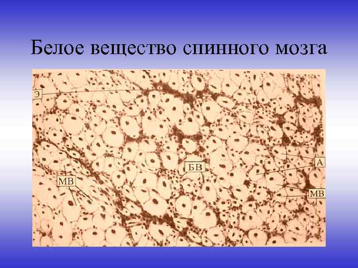 Белое вещество спинного мозга 