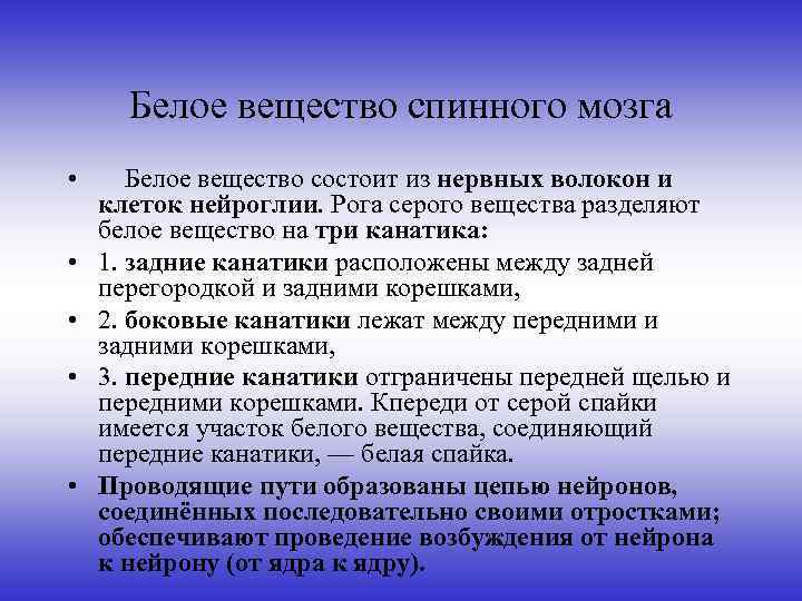 Белое вещество спинного мозга • • • Белое вещество состоит из нервных волокон и