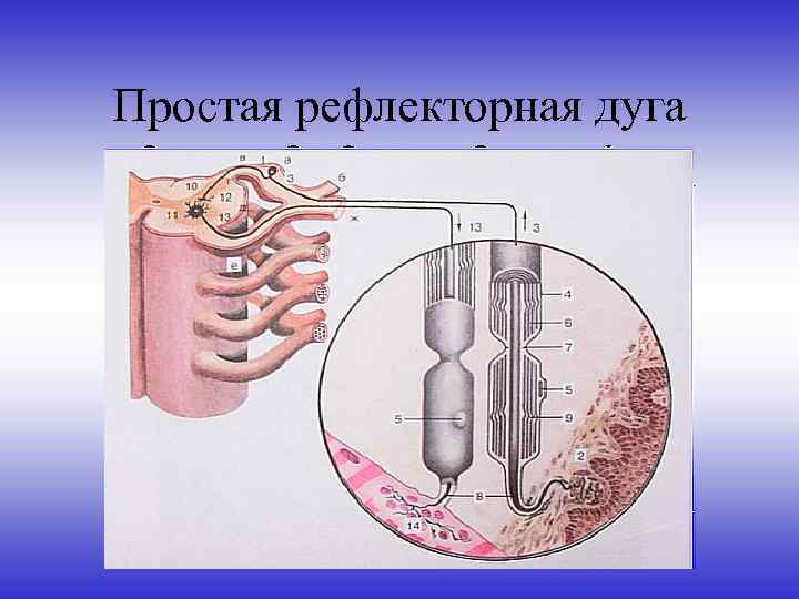 Простая рефлекторная дуга 