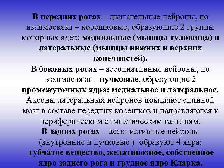 В передних рогах – двигательные нейроны, по взаимосвязи – корешковые, образующие 2 группы моторных